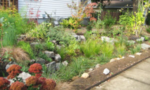 A rain garden filled with native plants and rocks next to a house in Washington County