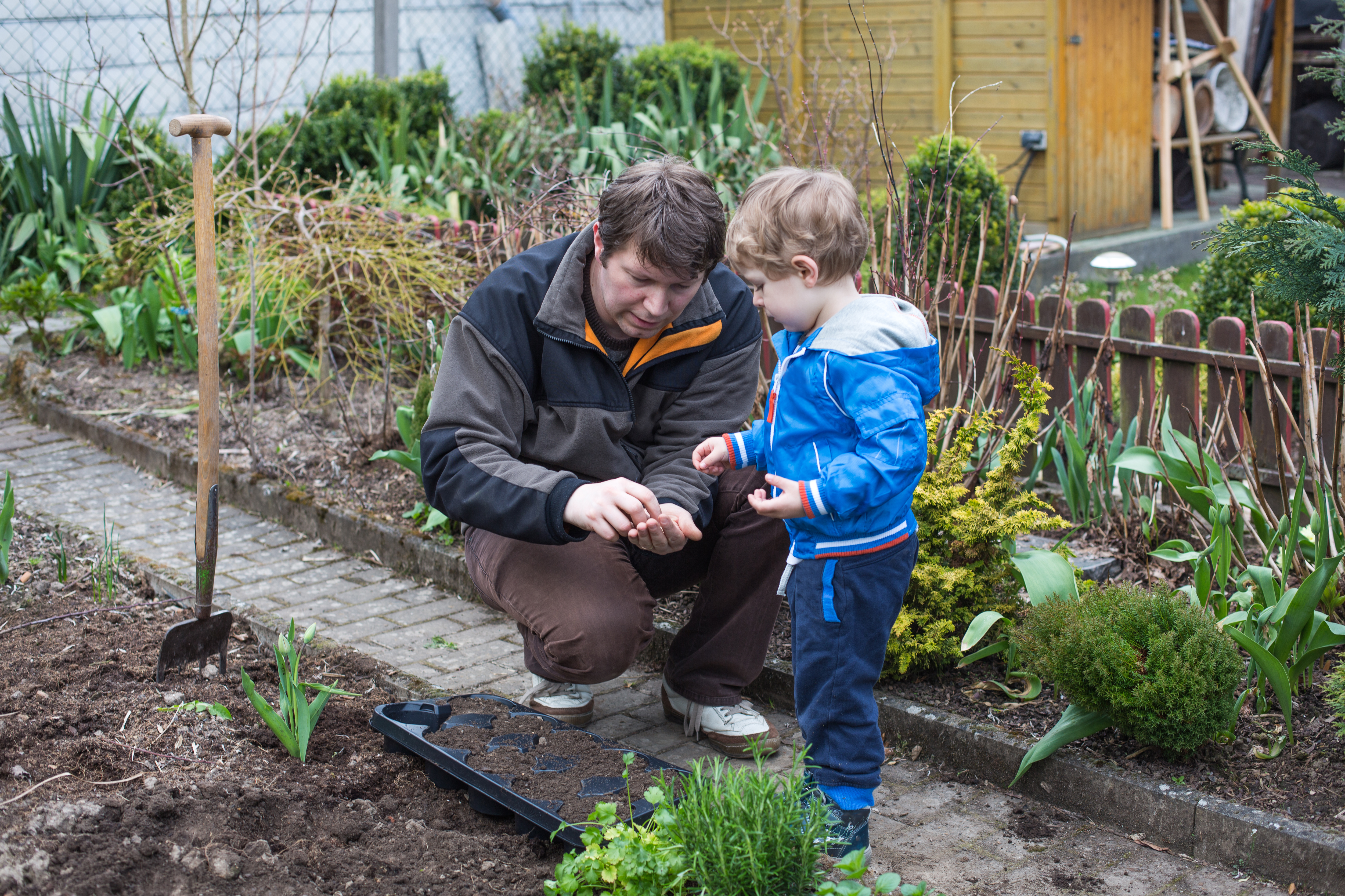 A father and son pick seeds to plant in a backyard garden. the father is crouched down and the young kid picks up a seed from his hand.