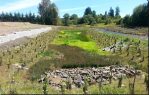 A large Vegetated Water Quality Facility filled with native grasses and other plants for stormwater to flow through.