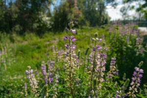 Native Lupine flowers start to bloom on a sunny day in Washington County