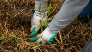 A volunteer's gloved hands press down dirt to finish planting a small native plant for Tree for All.
