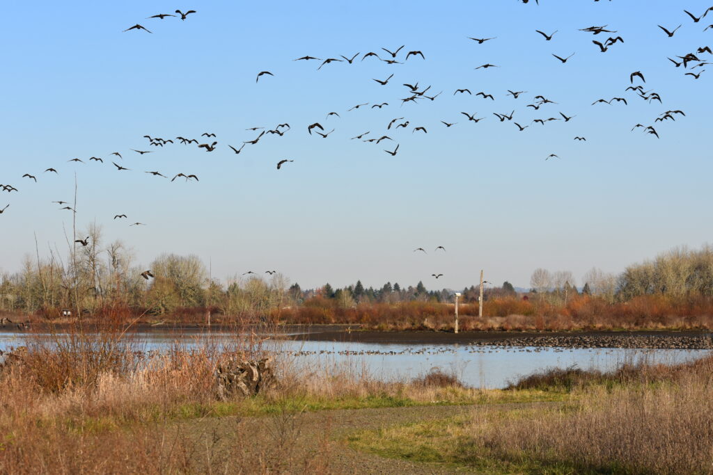 Fernhill Wetlands in Forest Grove in the fall with hundreds of Canada geese both in the water and flying overhead.