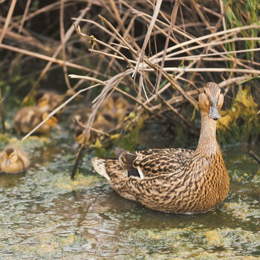 A mother Mallard Duck and her baby chicks wait in the tall grass in the Wetlands. A mother Mallard Duck and her baby chicks wait in the tall grass in the Wetlands. Environment, Bird, Duck, Ducklings, Ducks, Animal, Bird, Waterfowl