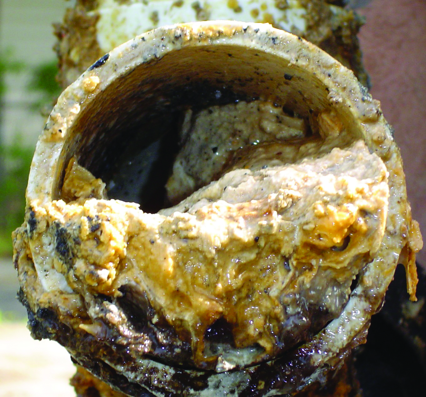 A pipe is filled with fats, oils, and grease, clogging it beyond use.
