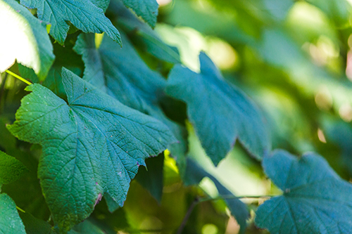 A Native plant pictured up close with the sun shining over part while the rest is shaded