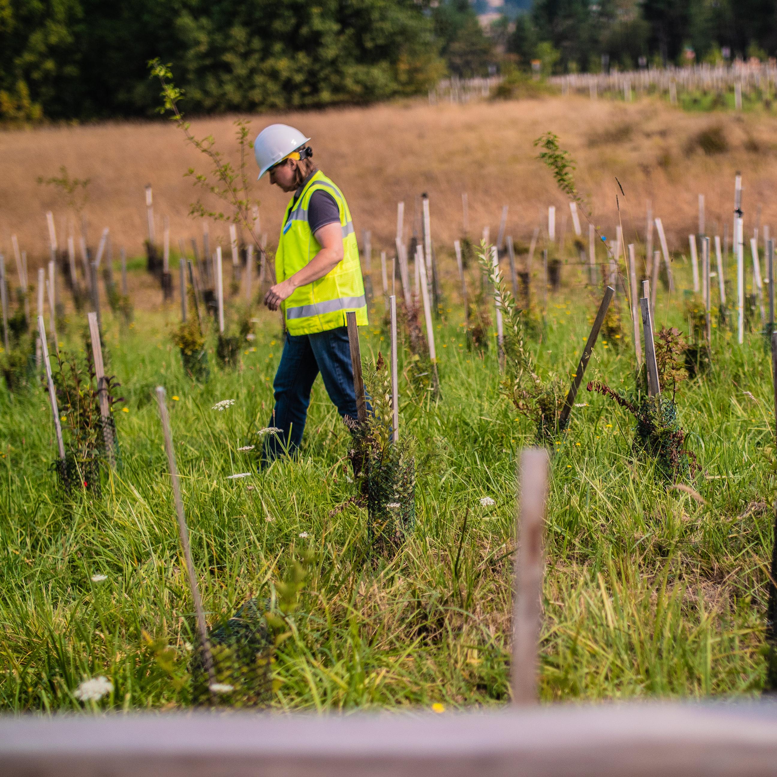 A Clean Water Services employee inspects a newly installed Vegetated Water Quality Facility while wearing a safety vest and a hard hat. Employee, LIDA, hard hat, inspection, safety vest, Apparel, Clothing, Human, Nature, Outdoors, Person A Clean Water Services employee inspects a newly installed Vegetated Water Quality Facility while wearing a safety vest and a hard hat.