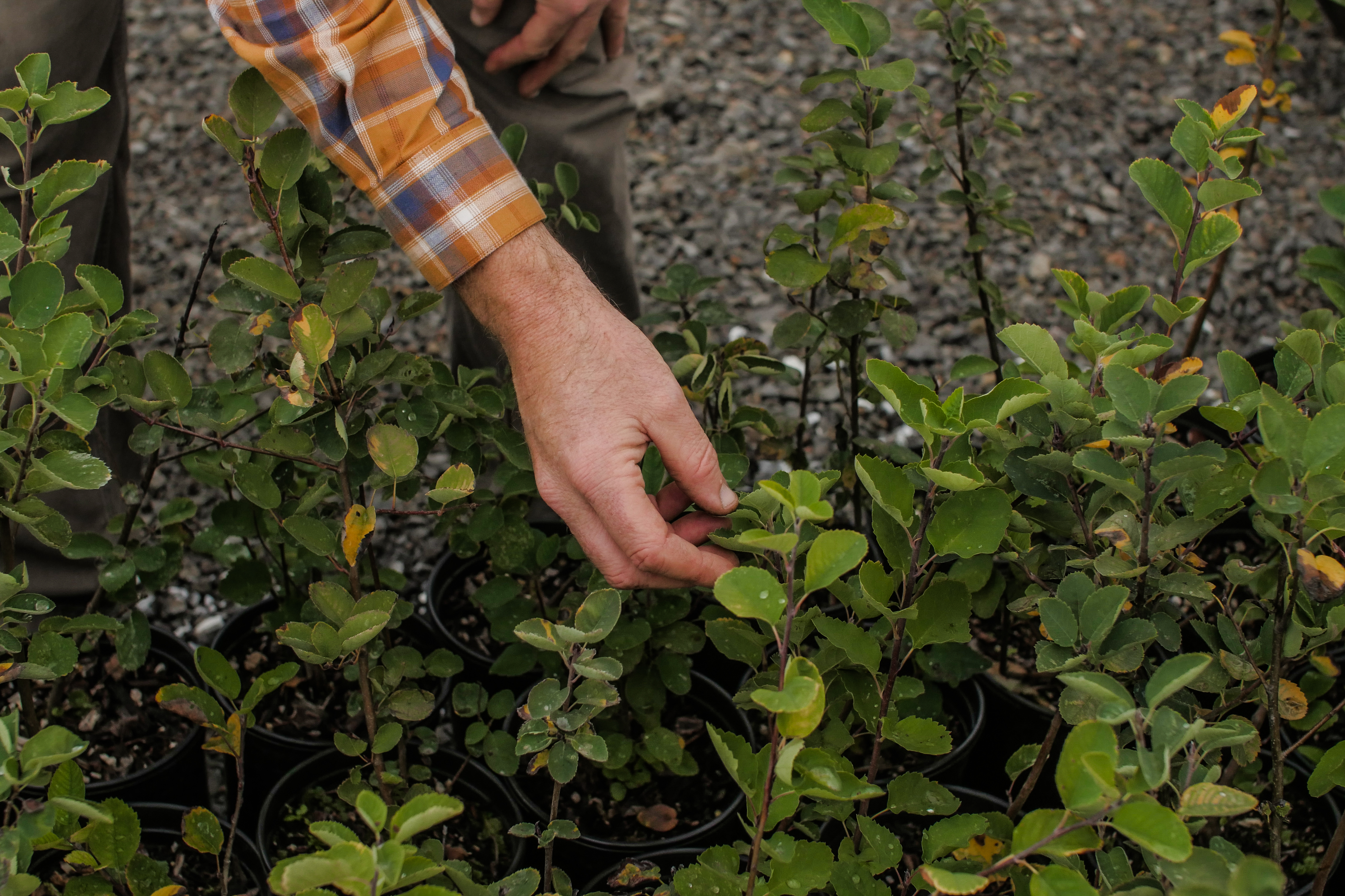 A Clean Water Services employee inspects the collection of native plants while working at the native plant giveaway at the Tualatin River Farm in Hillsboro