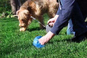 A community member uses a blue plastic bag to pick up after their dog while on a walk. The dog sniffs in the background.