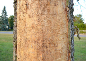 This tight shot of a tree trunk, shows evidence of the destruction done by the Emerald Ash Borer.