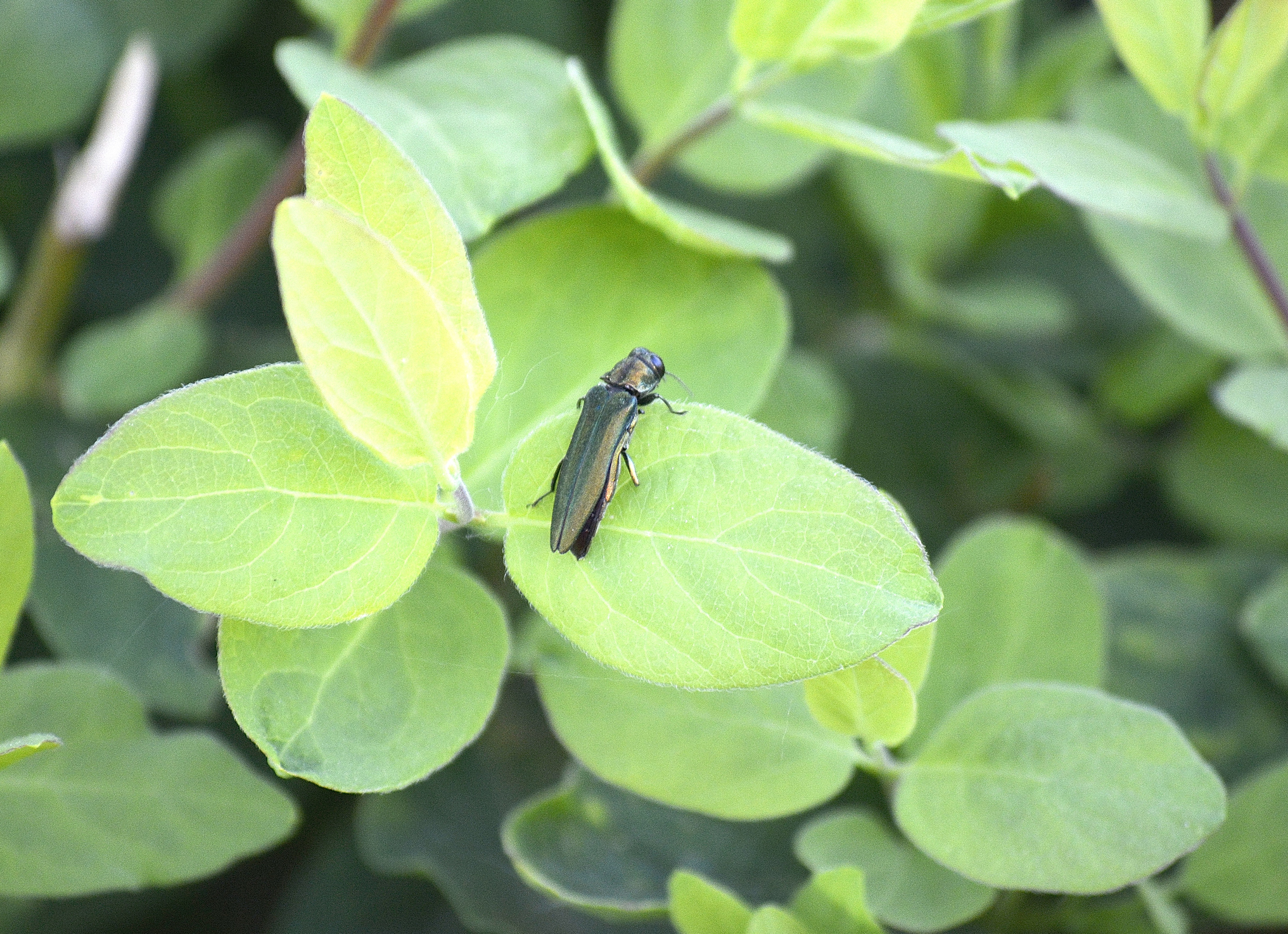 An "Emerald Ash Borer" — a long, slender beetle that is dark, iridescent green, with wings folded up along its back — resting on a honeysuckle branch.