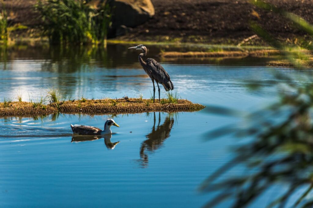Heron and duck at Fernhill. the duck is swimming in the water while the heron perches on a float in the middle of the water.