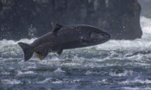 A big Chinook Salmon jumps out of the water.