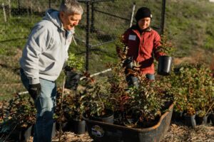 Two volunteers planting a small tree at a community planting event.