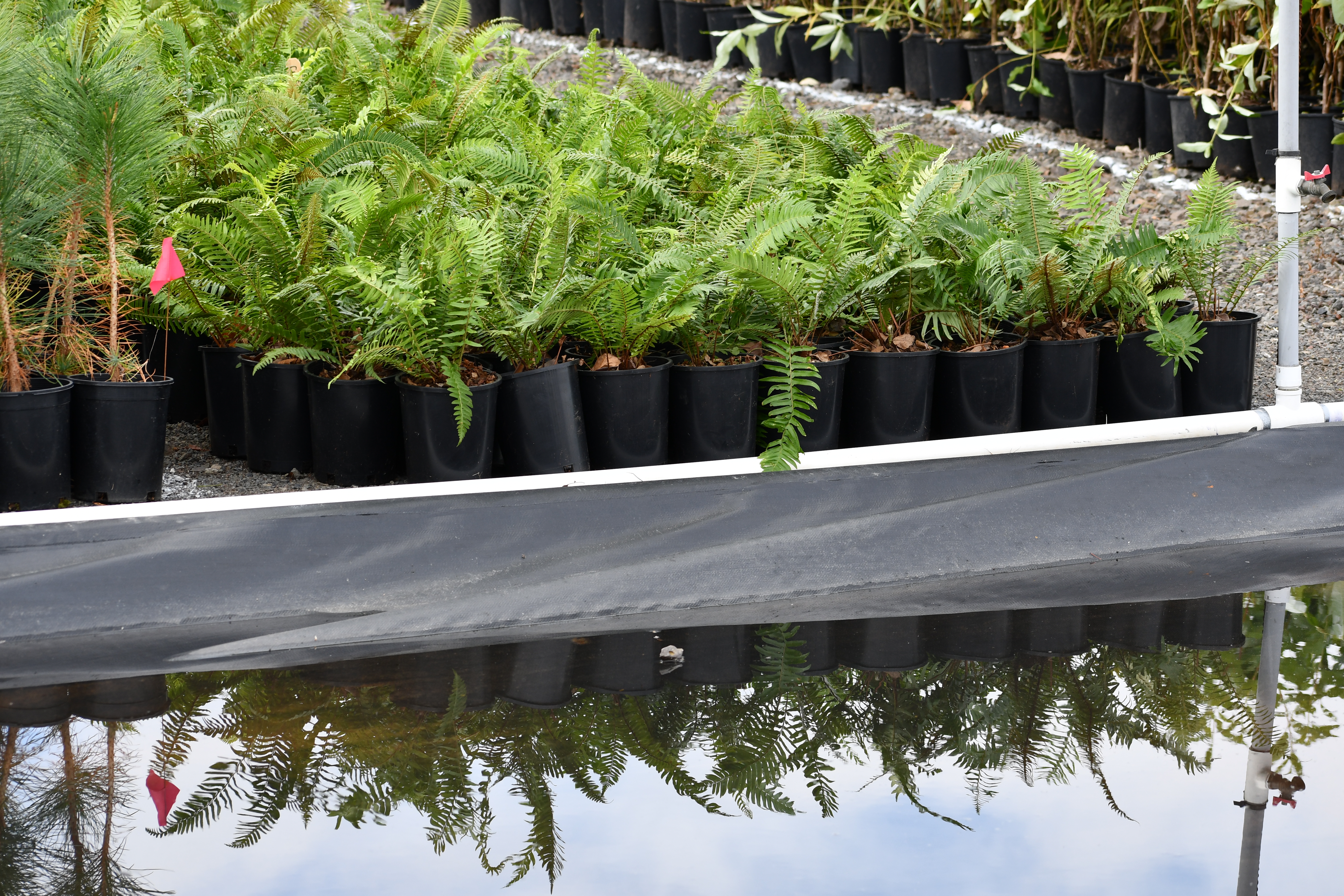 An image of native plants.