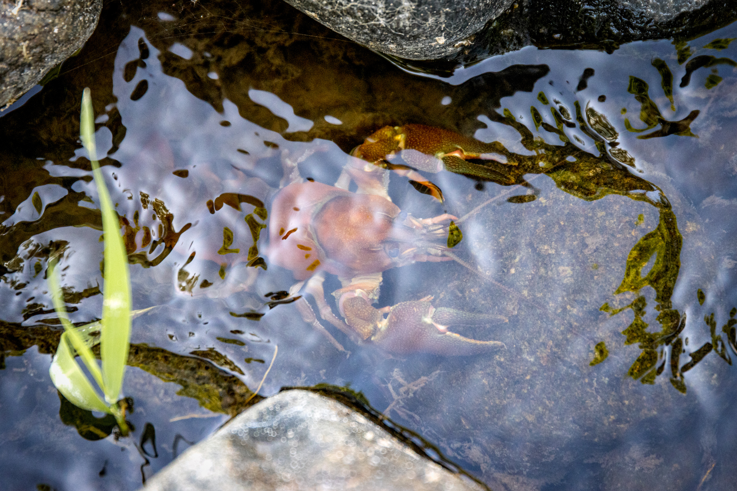 An image of a craw dad