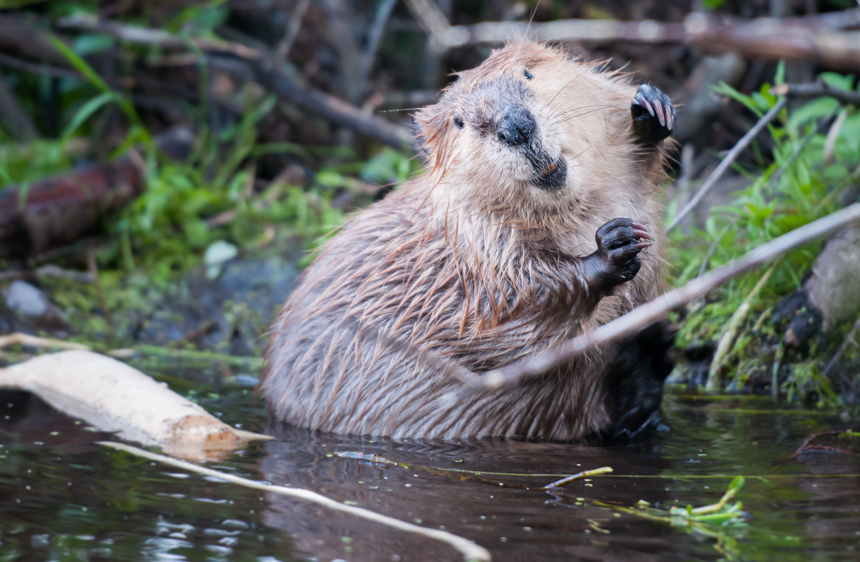 A beaver in water.