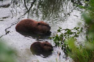 An image of two beavers in the river